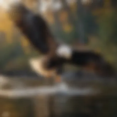 Bald Eagle Hunting Fish in a River