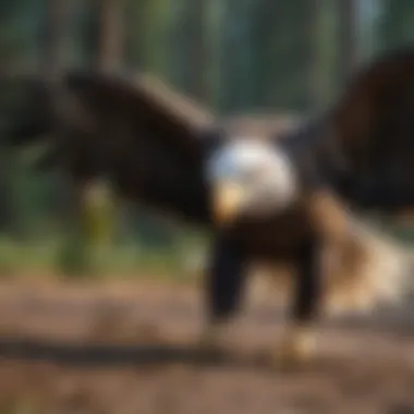 Bald Eagle Hunting for Prey