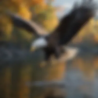 Bald Eagle Hunting Over a Lake