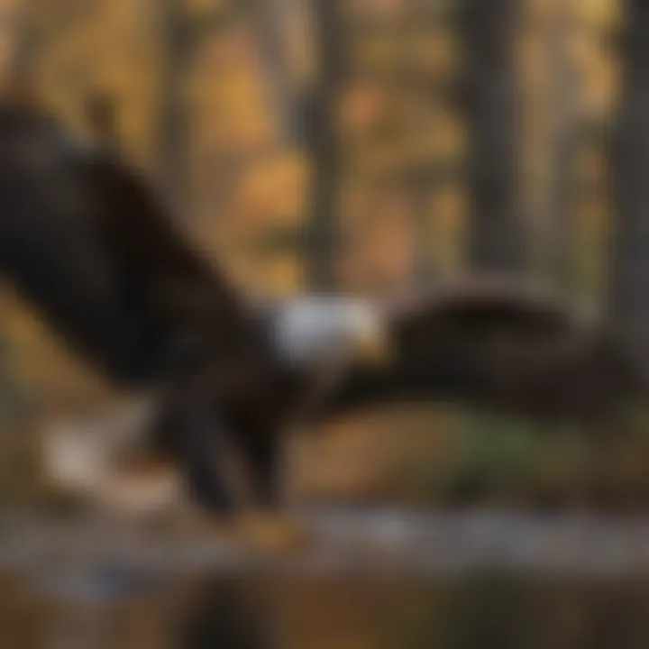 Bald Eagle Hunting in Stealth Mode