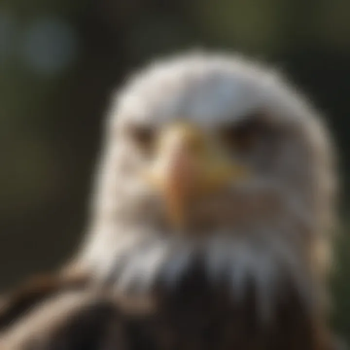 Bald Eagle Juvenile Plumage