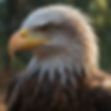 Bald Eagle Molt Process