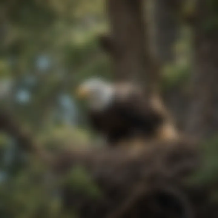 Bald Eagle Nesting in a Tall Tree