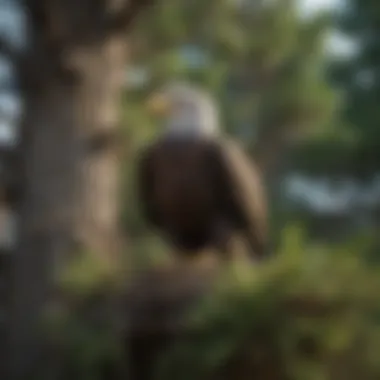 Resilience Personified: The Bald Eagle in its Natural Habitat Bald Eagle Nesting on a Towering Tree