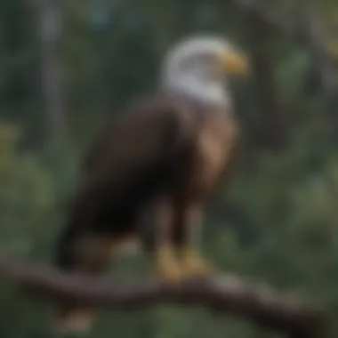 Bald Eagle Perched on a Branch