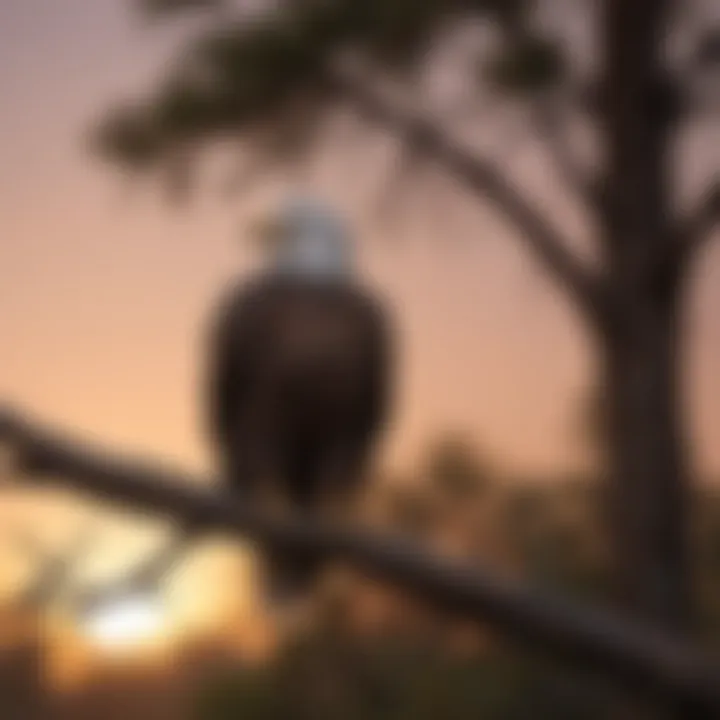 Bald eagle perched on a tree branch against a sunset backdrop