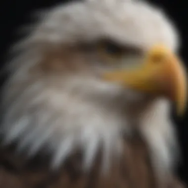 Comparison of bald eagle plumage at different ages, highlighting the transition to white heads.