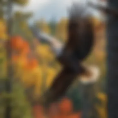Regal Bald Eagle Soaring Above Minnesota's Canopy Majestic bald eagle soaring majestically over Minnesota's forests