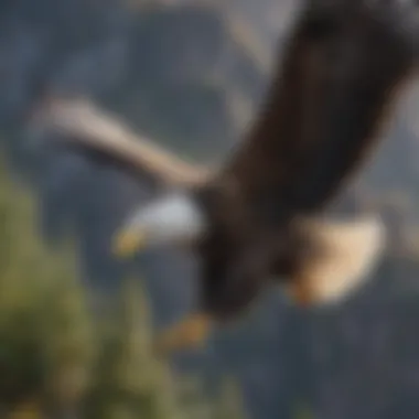 An adult bald eagle soaring in the sky