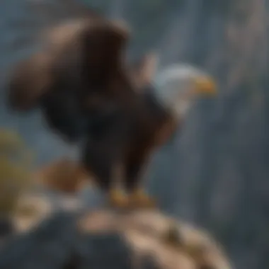 Bald Eagle Symbolically Perched on a Cliff