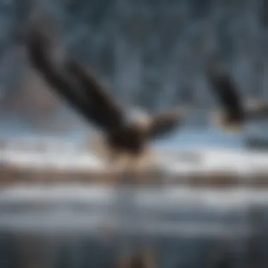 A group of bald eagles flying over a lake during winter.