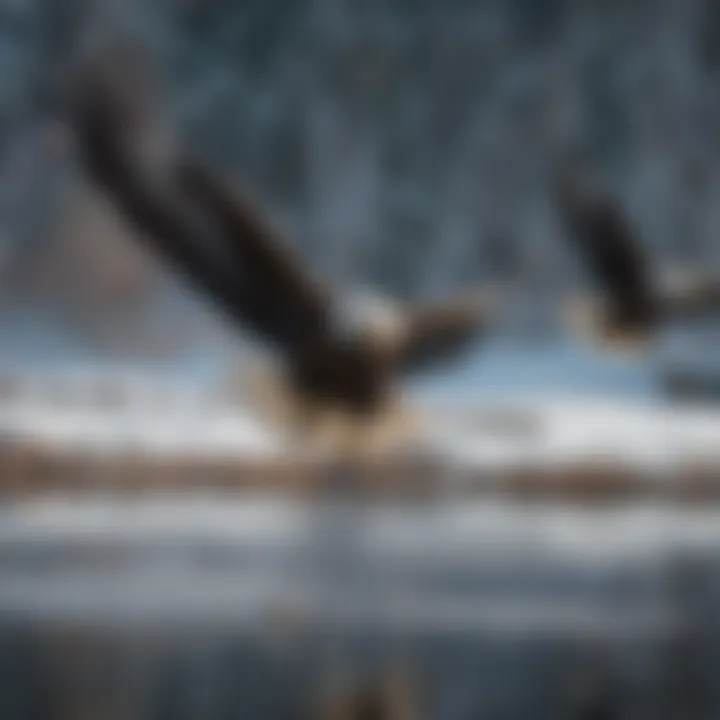 A group of bald eagles flying over a lake during winter.