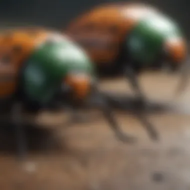 Creative representation of beetles battling in a bug-themed online game
