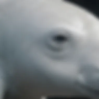 Close-up of a beluga whale's distinctive white skin