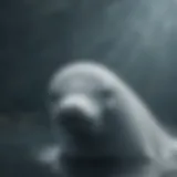Beluga whale swimming gracefully in the ocean