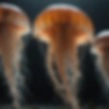 Unveiling the Biological Fountain of Youth in Jellyfish Biological Fountain of Youth