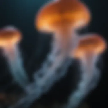 Bioluminescent Jellyfish Illuminating Dark Waters