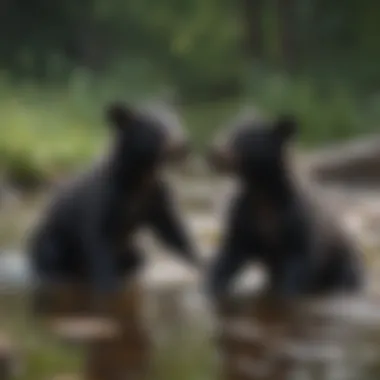 Black bear cubs playing near a stream