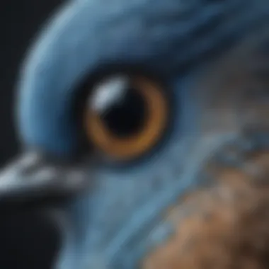 Close-Up of Blue Bird Eye