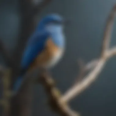 Blue Bird Perched on Branch