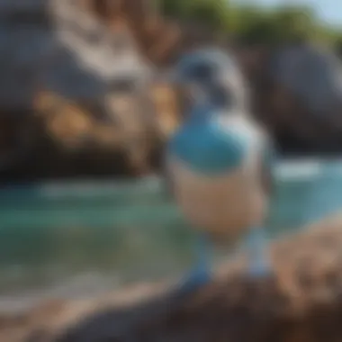 Blue-Footed Bird Coastal Dwelling Blue-footed bird in its natural habitat by the ocean