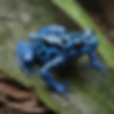 Close-up of Blue Poison Dart Frog's Unique Skin Patterns