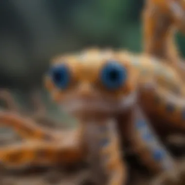 Blue-Ringed Octopus Displaying Vibrant Rings