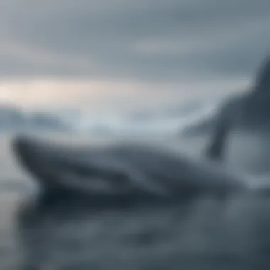 Blue Whale in Antarctic Landscape