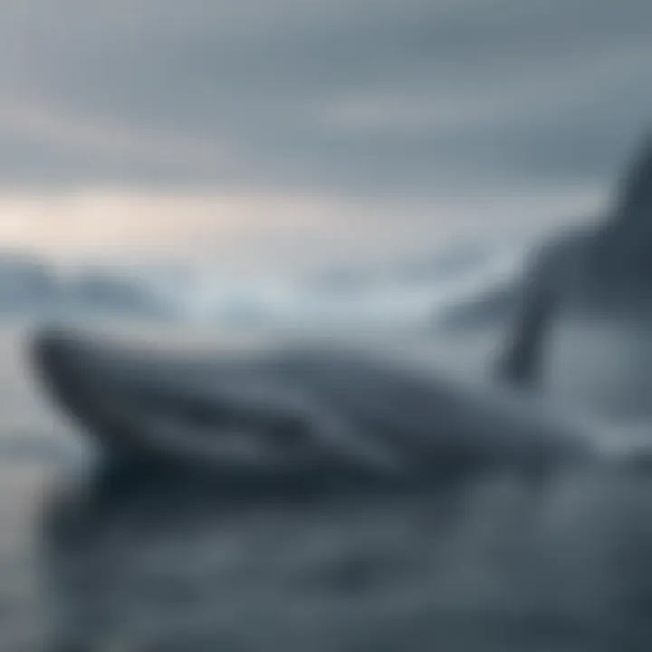 Blue Whale in Antarctic Landscape