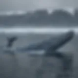 Blue Whale in Arctic Waters