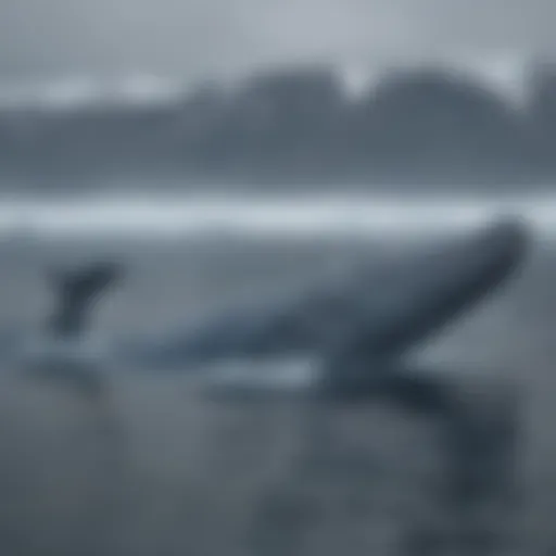 Blue Whale in Arctic Waters
