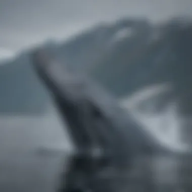 Blue Whale Breaching the Surface in Arctic Waters