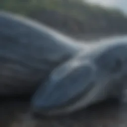 Blue Whale Calf Nursing