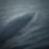 Magnificent Blue Whale Flukes in Action