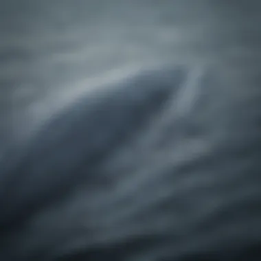 Magnificent Blue Whale Flukes in Action