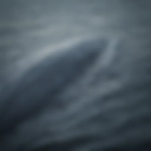 Magnificent Blue Whale Flukes in Action