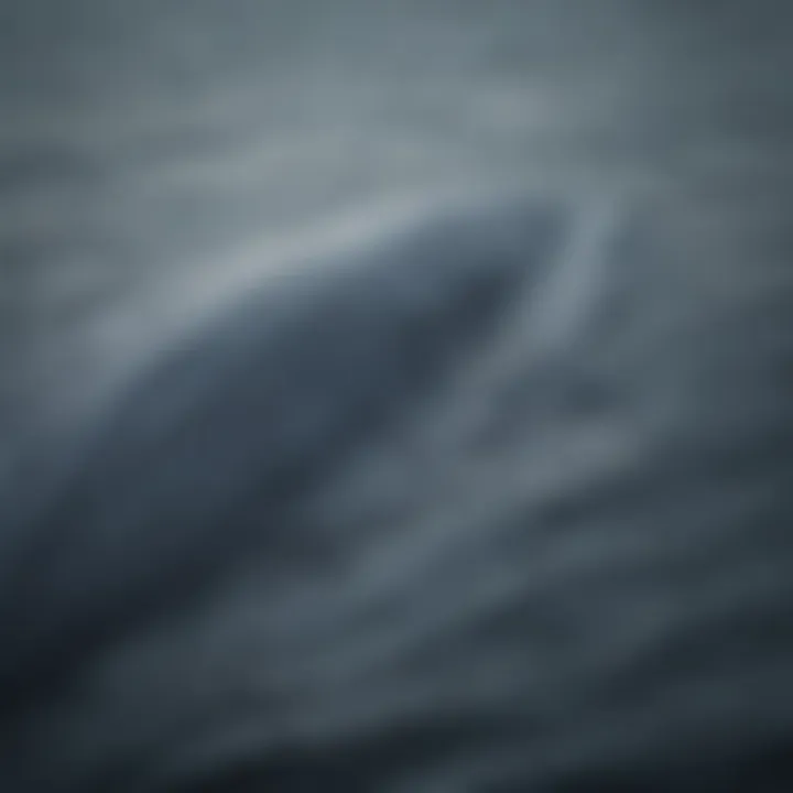 Magnificent Blue Whale Flukes in Action