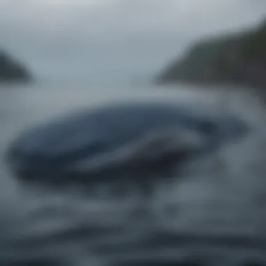 Visualization of blue whale swimming in its natural habitat