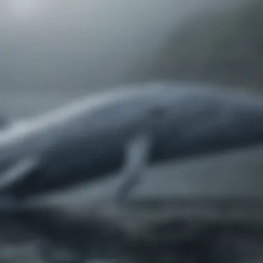 Blue Whale Mating Rituals