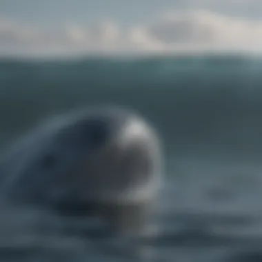 Blue Whale Migration Patterns Revealed