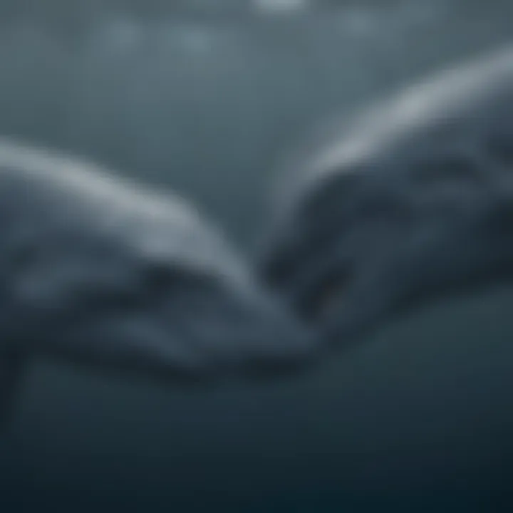 Blue Whale Mother and Calf Bonding Moment