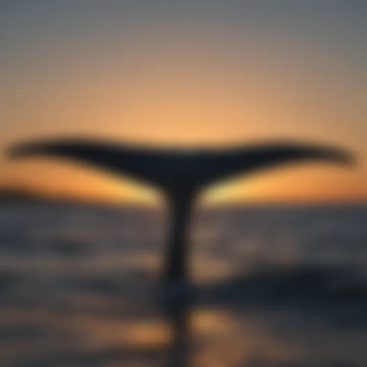 Blue Whale Tail Fluke Against Sunset Sky