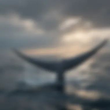 Blue Whale Tail Slapping the Ocean Surface