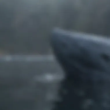 Blue Whale Unique Characteristics