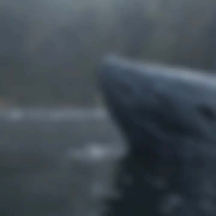Blue Whale Unique Characteristics