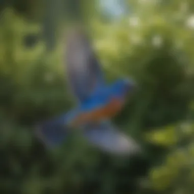 Male Bluebird in flight against a backdrop of greenery