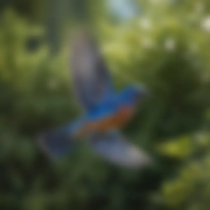 Male Bluebird in flight against a backdrop of greenery