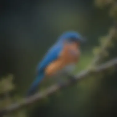 Close-up of vibrant blue plumage of Male Bluebird