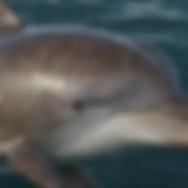 Intricate Patterns Intricate Patterns on Bottlenose Dolphin's Flanks