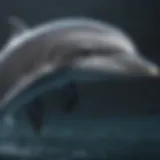 Graceful Elegance of Bottlenose Dolphin's Skin